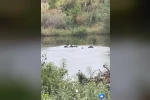 Yaban domuzları Meriç Nehri üzerinden Yunanistan’a geçti