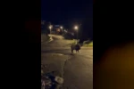 Yaban domuzları yerleşim alanında yiyecek aradı