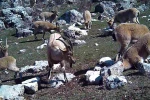 Yaban keçisi sürüsü fotokapanla görüntülendi