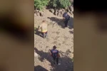 Yakalanacakken kaçan yılan, ekipleri peşine taktı