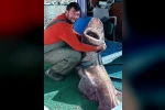 Yalova açıklarında 4 metre uzunluğunda köpek balığı ağa takıldı