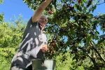 Yalova Dereköy’de ’Kırmızı Altın’ hesadı başladı