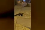 Yalova şehir merkezinde sansar görüntülendi