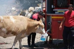 Yangın bölgesinde susayan ineklere temiz can suyu