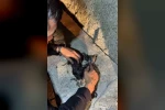 Yangında mahsur kalan kedileri itfaiye ekipleri kurtardı