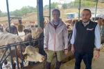 Yapay zeka süt hayvancılığında çığır açtı 