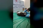 Yaralı bulunan şahin, tedavisinin ardından doğaya salındı