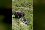 Yaralı domuz köy yakınlarında görüntülendi