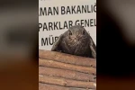 Yaralı kuşlar Doğa Koruma ve Milli Parklar ekipleri sayesinde hayata tutundu