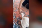 Yaralı leyleğe sahip çıktı