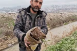 Yaralı şahin kurtarıldı