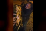 Yaralı tilki için seferber oldu