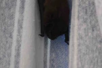 Yarasa balkon perdesini yuvaya dönüştürdü, ev sahibi ‘Batman’ adını verdi