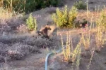 Yaşam alanları daralan tilkiler şehir merkezlerine indi