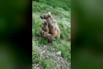 Yavru ayıların sevimli halleri dron kamerasında