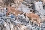 Yavru dağ keçilerinin tatlı çekişmesi kamerada