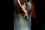 Yavru kedi camide vaaz sırasında cemaatle ve tesbihle oynadı