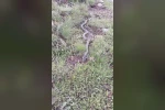 Yaylada görülen engerek yılanı merak ve korkuya neden oldu