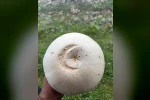 Yayladaki ay yıldızlı mantar görenleri şaşırttı