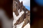 Yaz ortasında karlı zirvede ayı sürprizi