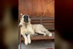 Yerleşim yerinde açılan ateş köpeği vurdu, inceleme başlatıldı