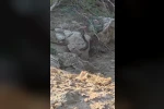 Yılanların çiftleşme dansı kamerada