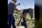 Yılkı atlarıyla ilgili mide bulandıran iddia