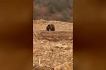 Yol kenarındaki ayıya ’hamsi’ ziyafeti verdiler 