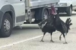 Yol ortasındaki hindi kavgası trafiği durdurdu