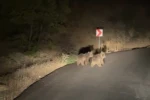 Yola inen iki yavru ayı görüntülendi