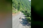 Yolda gördüğü karaca yavrularına Arçil ve Şota adını verdi