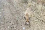 Yolda karşısına çıkan tilkiyi çerezle besledi