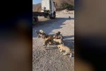 Yolda yalnız değiller: Bayburtlu şoför anne ve yavru köpekleri koca tencere yemekle besledi