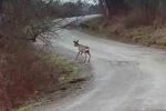 Yolunu şaşıran karaca yerleşim yerinde görüntülendi