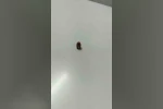 Yorgun mermi iş yerine isabet etti
