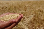 Yozgat’ta arpa hasadı başladı