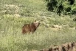 Yozgat’ta ayılar, o köyü mesken tuttu