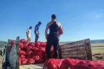 Yozgat’ta imece usulü soğan hasadı hem emek hem zaman tasarrufu sağlıyor