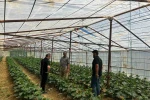Yüksekova Tarım ve Orman Müdürlüğü ekiplerinden çiftçilere saha desteği