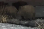 Yüksekova’da domuz sürüsü görüntülendi