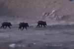 Yüksekova’da domuz sürüsü görüntülendi
