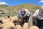 Yüksekova’da hayvanların aşılama ve kimliklendirme çalışmaları sürüyor 