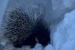 Yüksekova’da Hint oklu kirpi görüntülendi