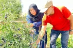 Yüksekova’da siyah domates 2 senedir aynı çiftçi tarafından yetiştiriliyor 