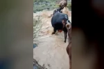 Yusufeli’nde taşan dereden geçen büyükbaş hayvanlar kamerada
