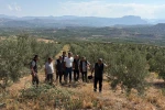 Zeytin ağaçlandırması orman köylüsüne gelir kapısı oluyor