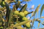 Zeytin alırken nelere dikkat etmeli; Oleolog Kıvrak açıkladı