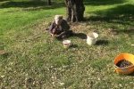 Zeytinin en doğal hali: Karaburun Furma Zeytini hasadı başladı