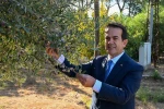 Zeytinyağı kalite yarışması için son gün 15 Ocak