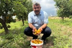 Ziraat mühendisinin tavsiyesiyle diktiği kayısıdan 6 yıldır ürün alıyor